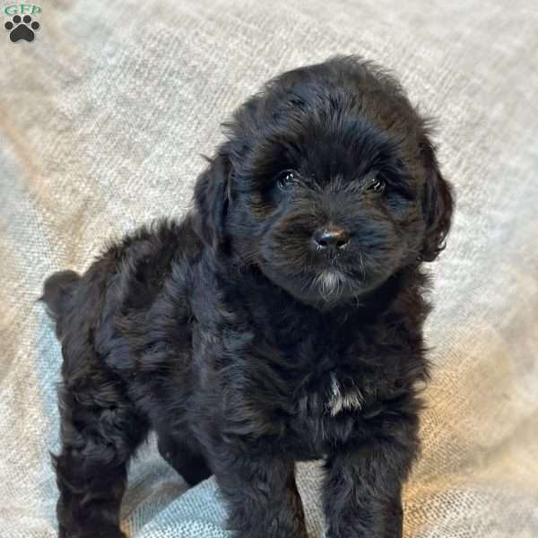 Talullah, Mini Aussiedoodle Puppy